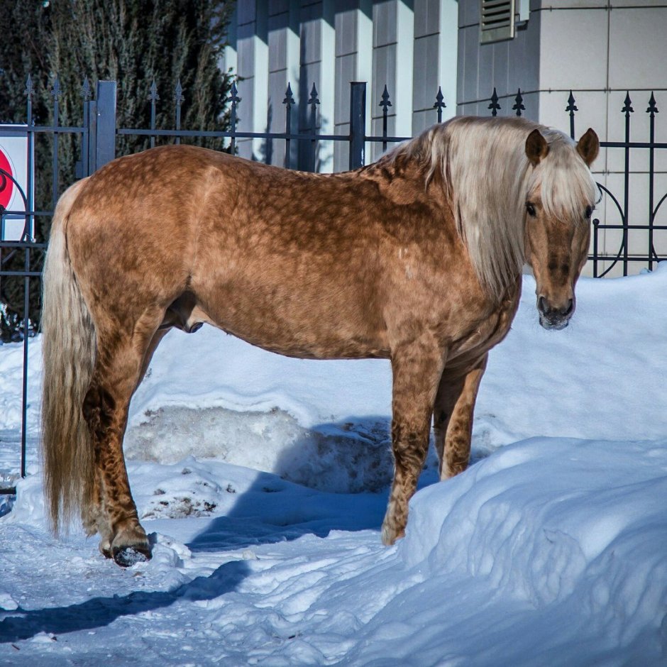 Финская упряжная лошадь