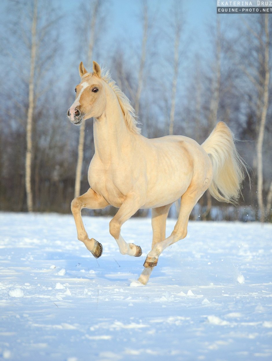 Соловая Паломино лошадь
