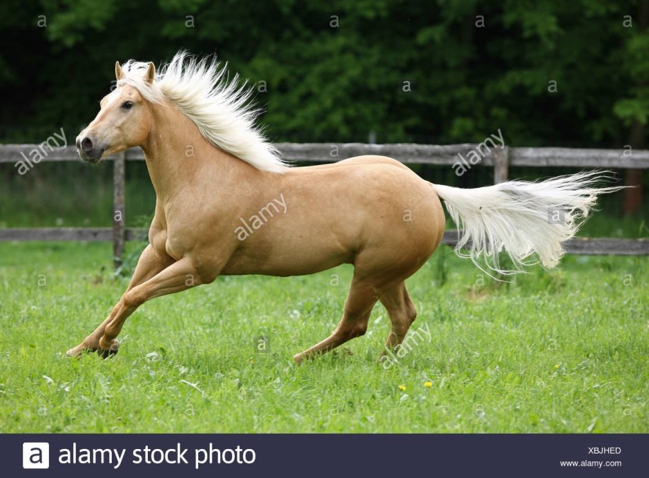 Ram Palomino