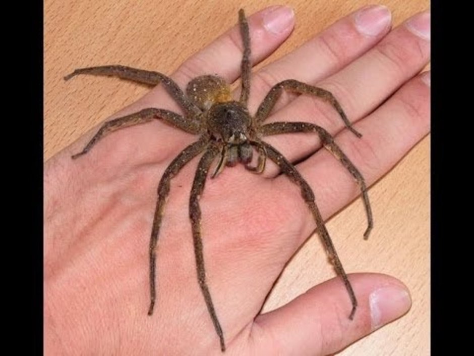 Гигантский паук-охотник (heteropoda maxima)