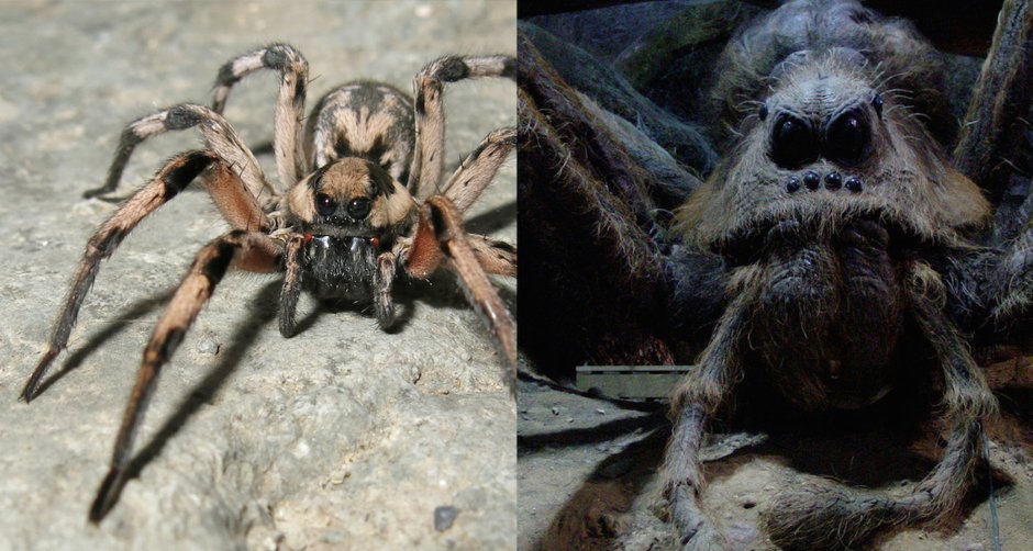 Lycosa aragogi