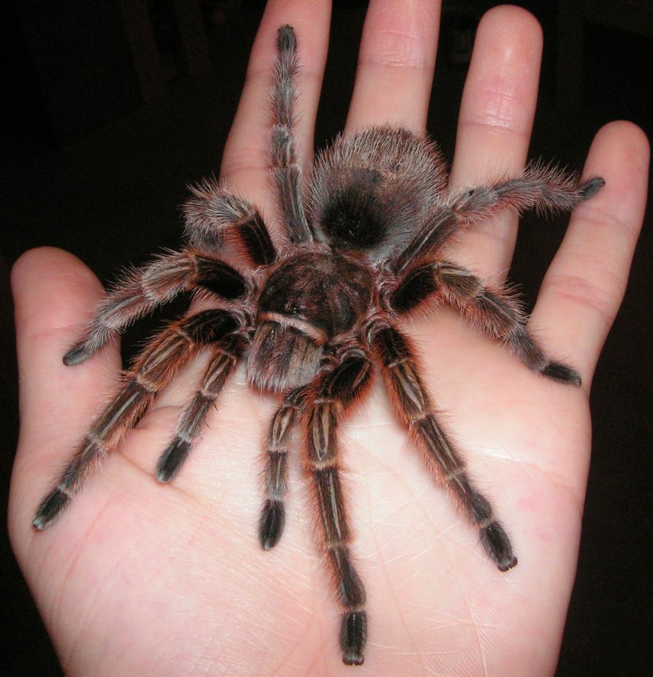 Тарантул Lycosa Narbonensis