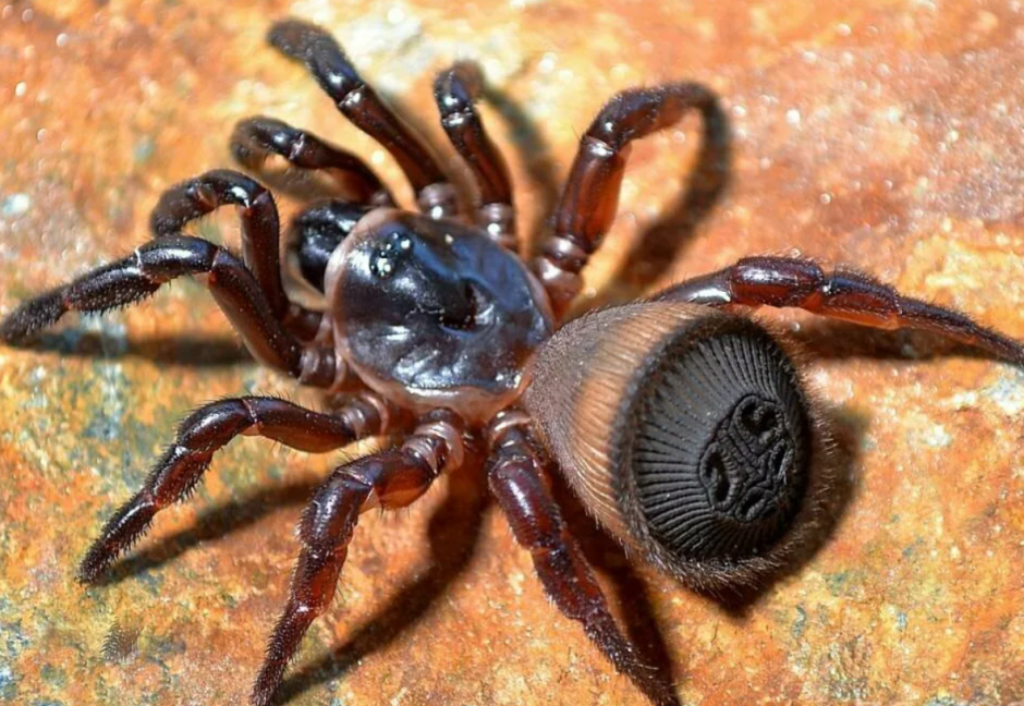 Cyclocosmia truncata паук Циклокосмия