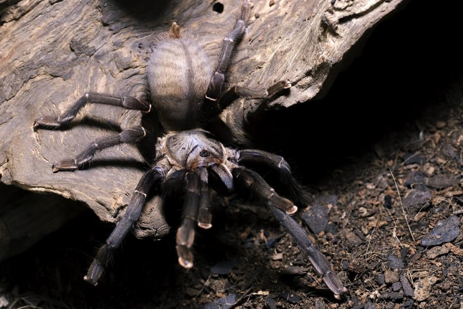 Haplopelma Minax