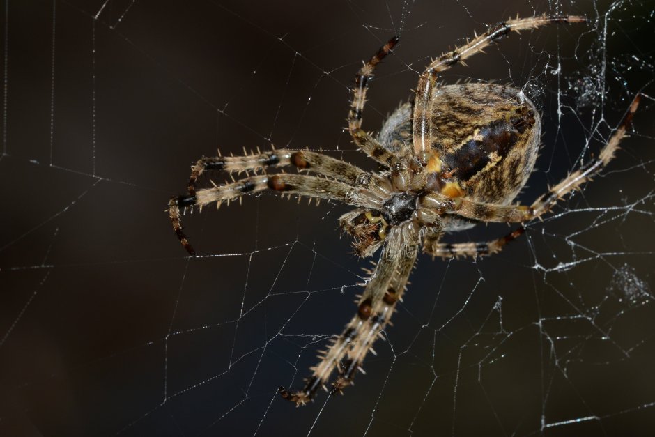Araneus Spider паук Spider