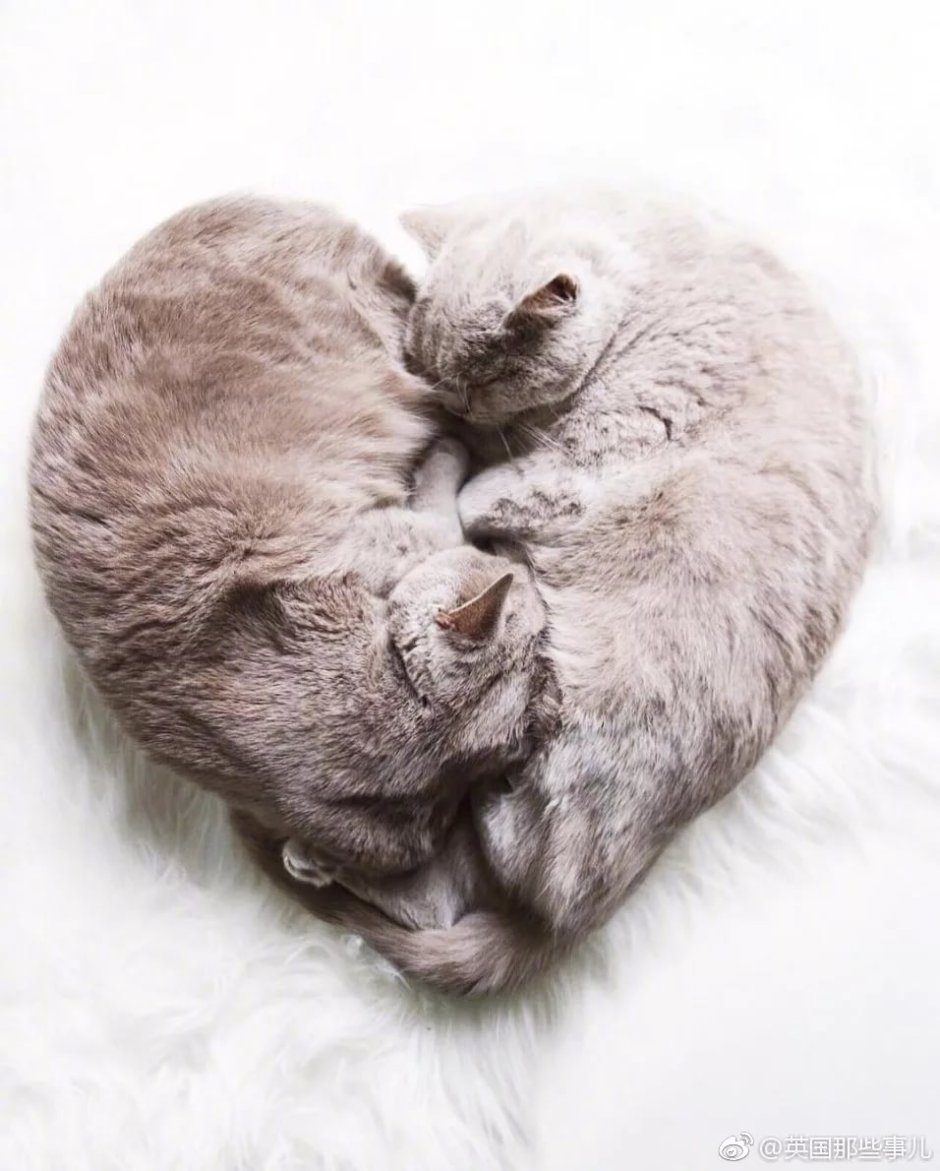 Черный и белый коты обнимаются