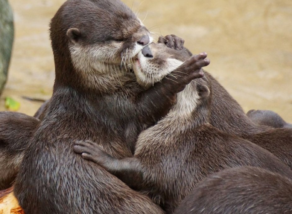 Кошка и собака любовь