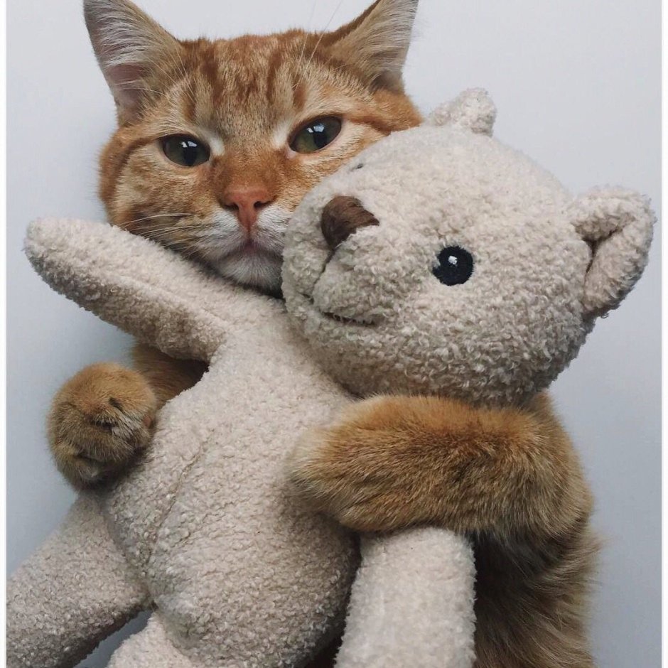 Люблю кота