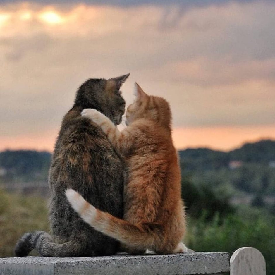 Кот для детей