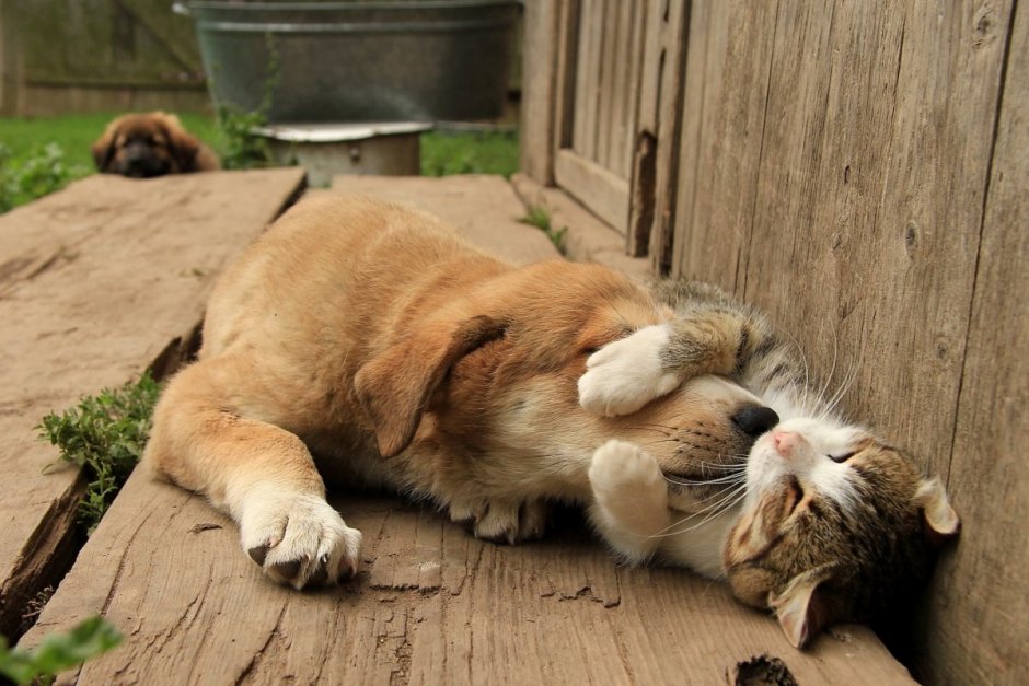 Котики любовь