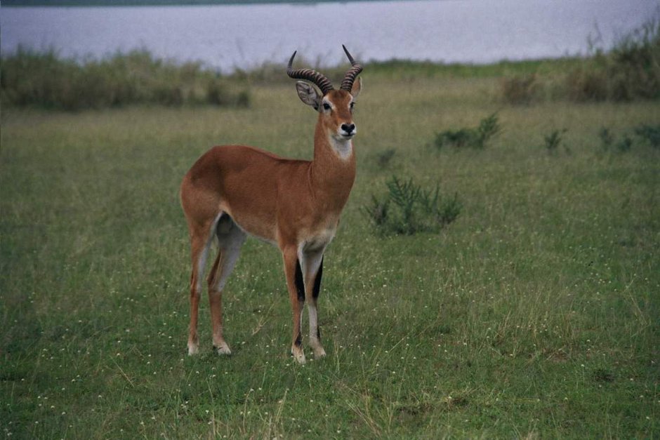 Hippotragus equinus