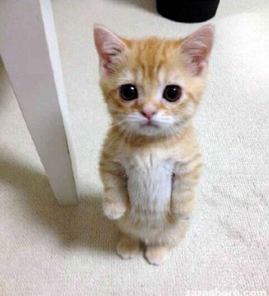 Самая маленькая кошка