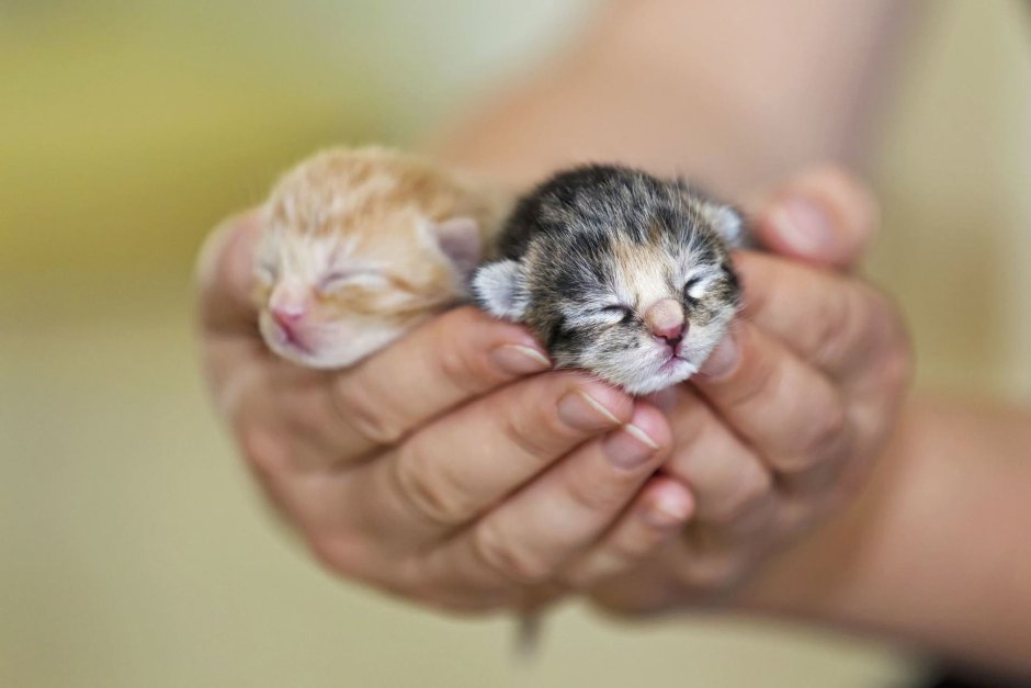 Маленькие котики