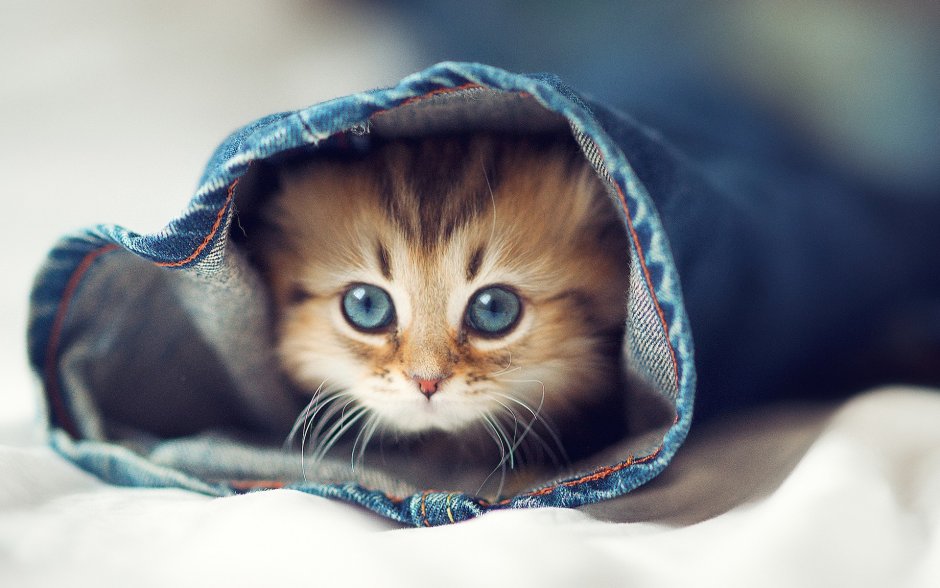 Милые котятки