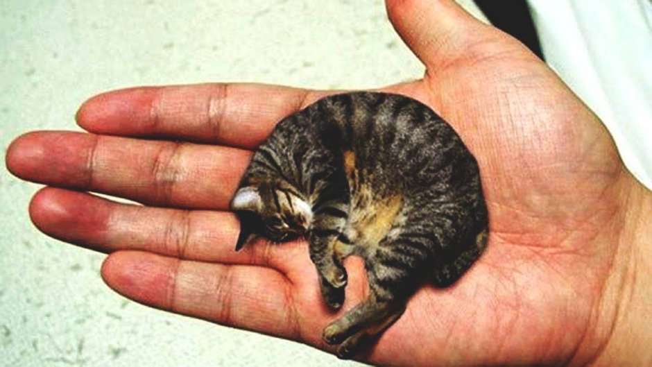 Мистер Пибблз самый маленький кот