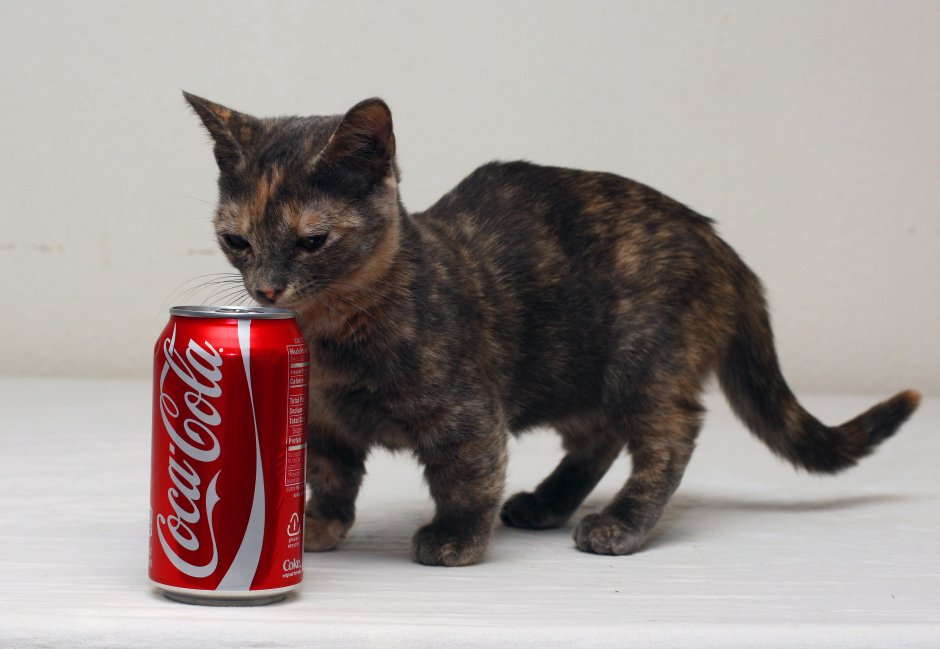 Мистер Пибблз самый маленький кот