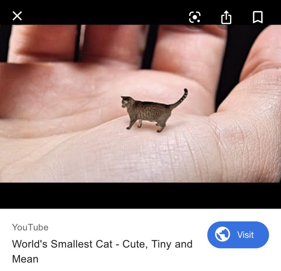 Мистер Пибблз самый маленький кот
