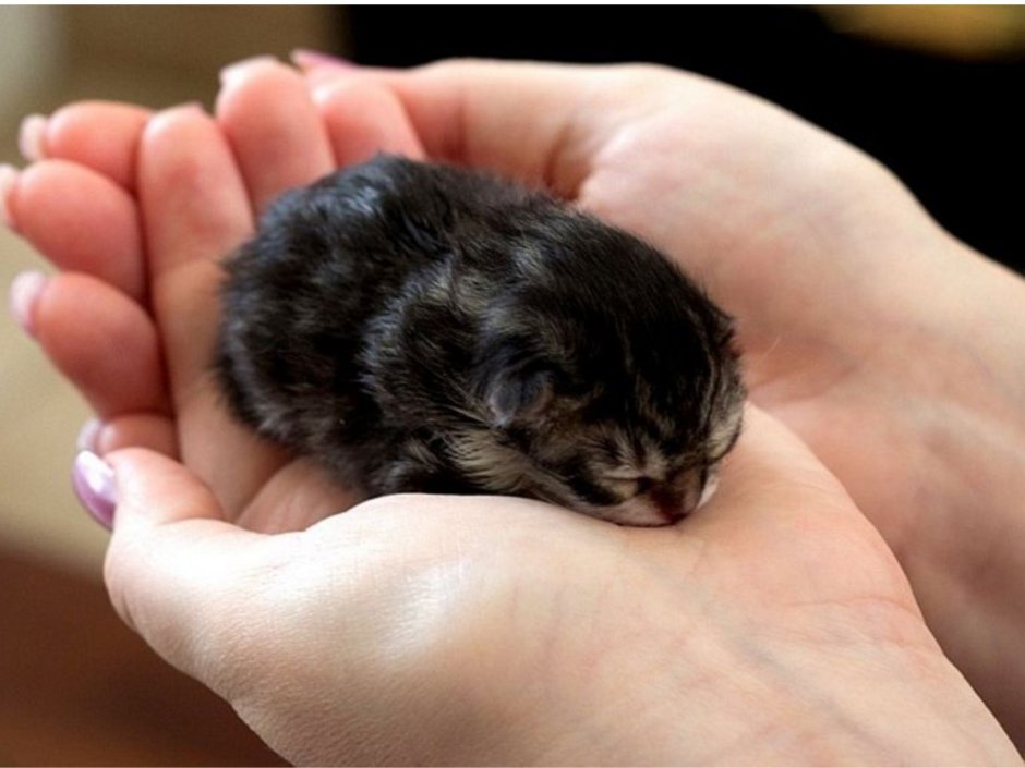 Самый маленький кот