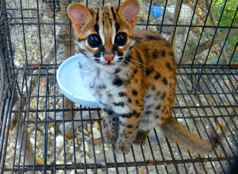 Оцелот котенок домашний