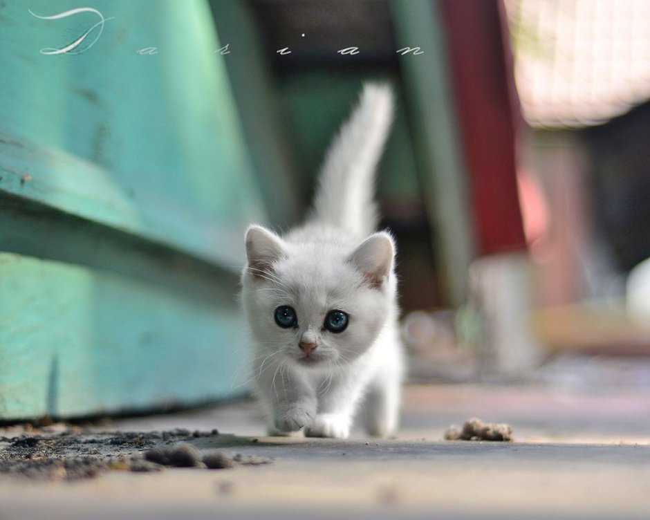 Милые котики