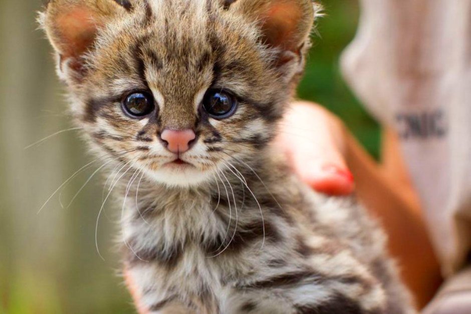 Пампасская кошка котята