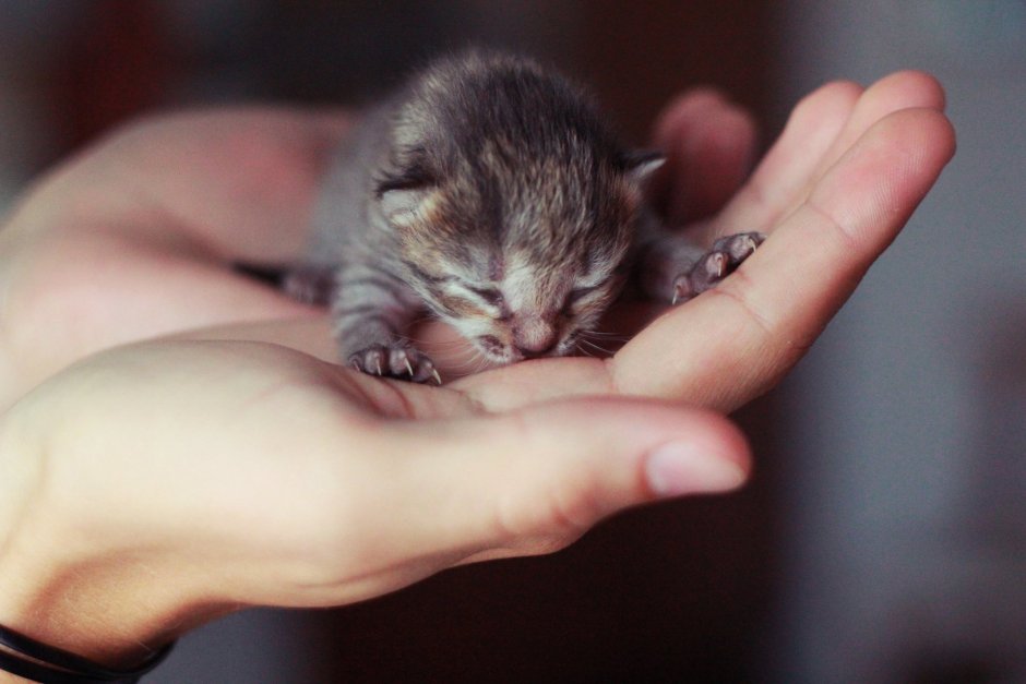 Маленькие котики