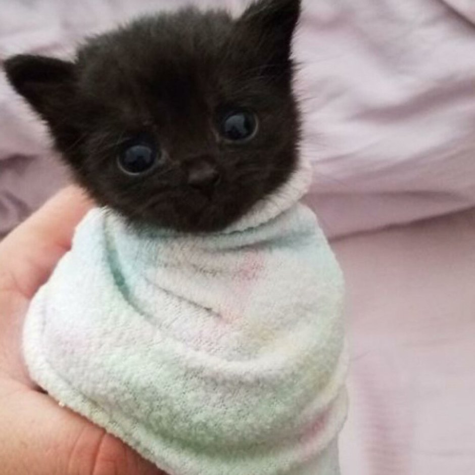 Плачущие котята милые