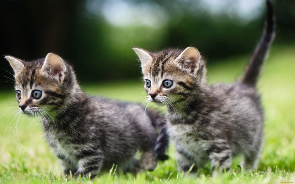 Маленькие котики