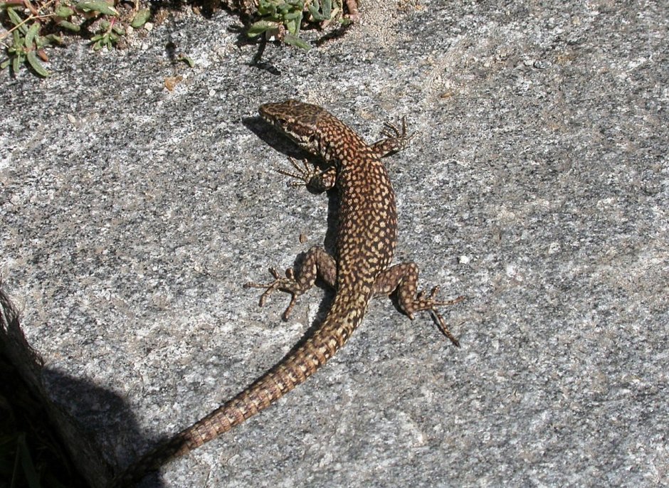 Ящерица Lacerta muralis
