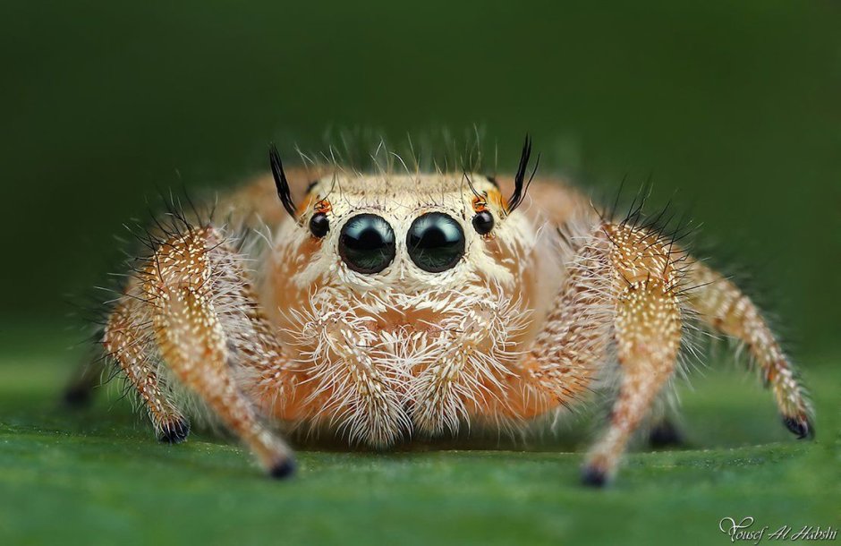 Паук Cebrennus rechenbergi