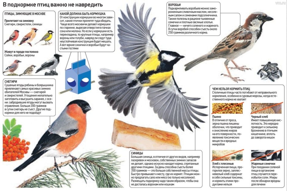 Кормление зимующих птиц