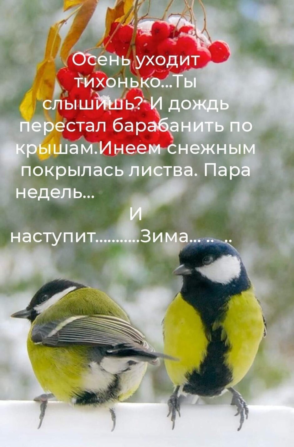 Синица зима