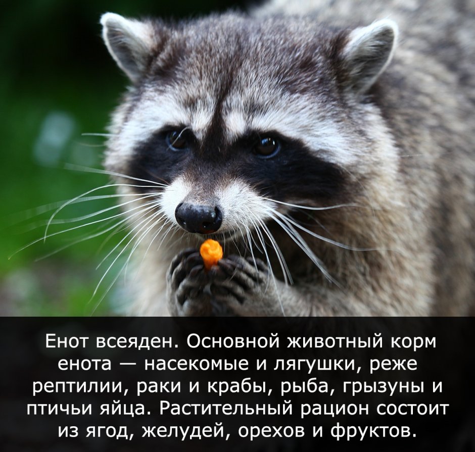 Енот Ракун