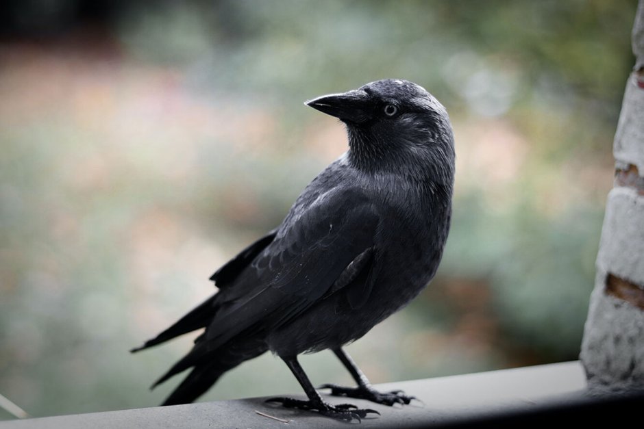 Crow Sound