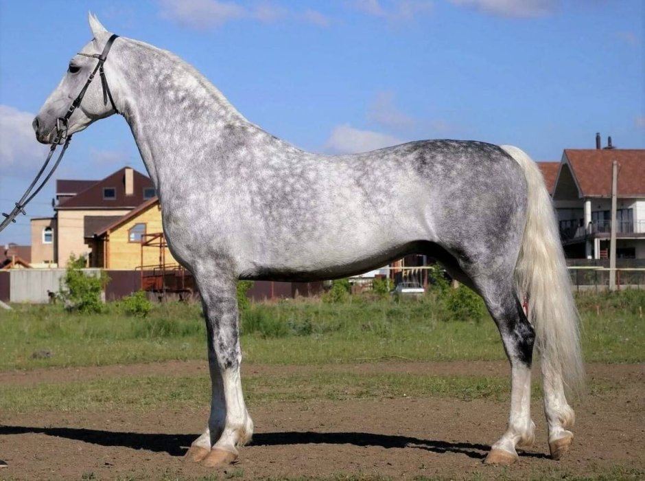 Буланая лошадь с черной гривой