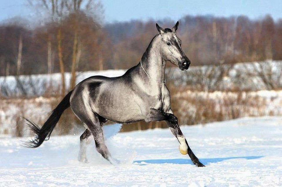 Horse in Jump