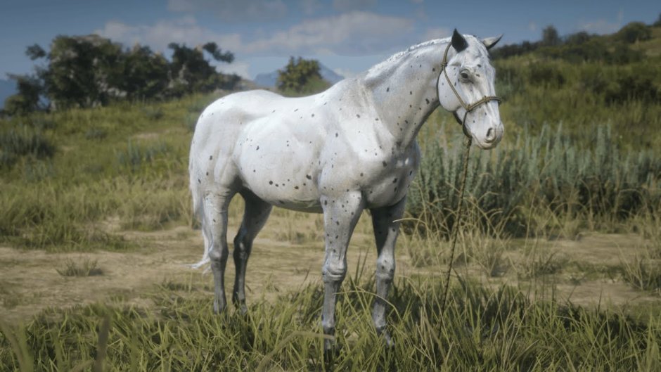 Аппалуза лошадь rdr2