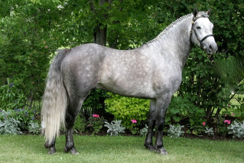 Ленская лошадь Equus lenensis