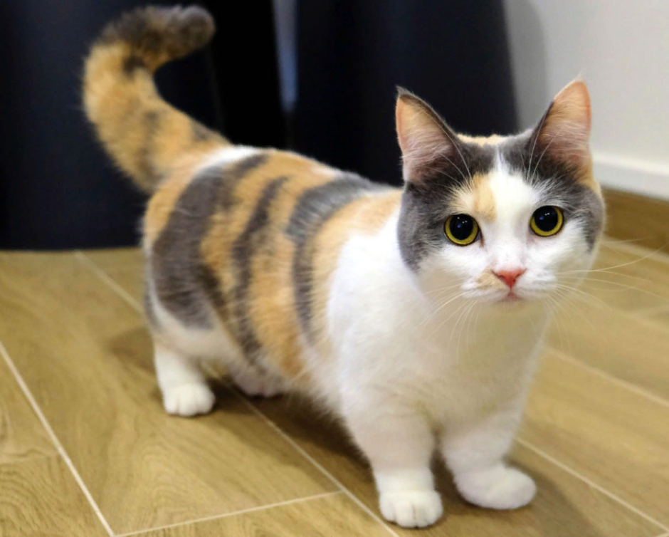 Манчкин кот