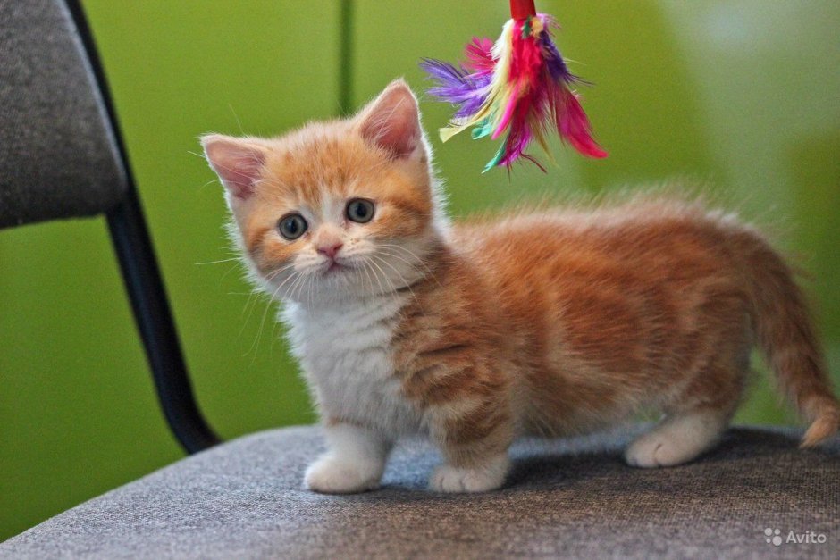 Манчкин кот