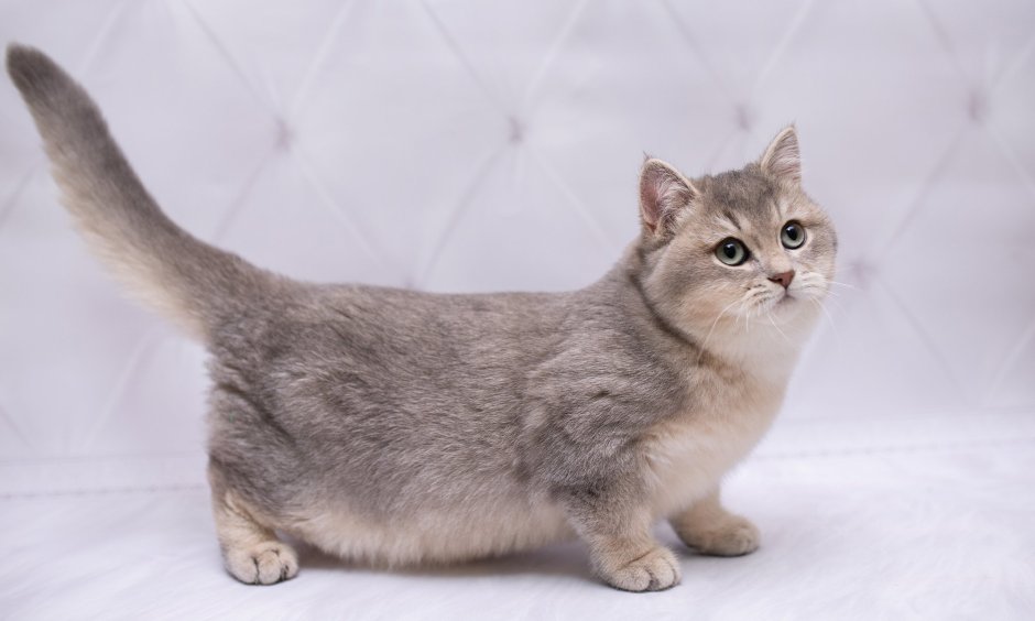 Манчкин кошка фото
