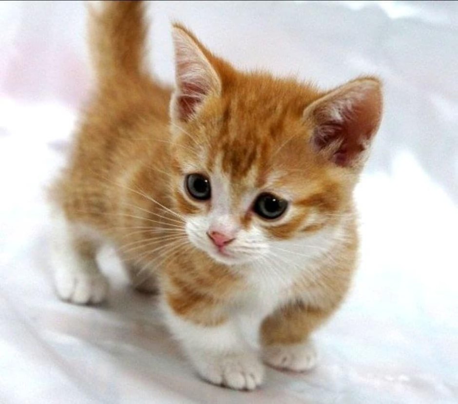 Коротконогие кошки