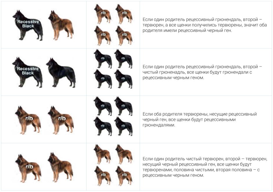 Окрас малинуа стандарт