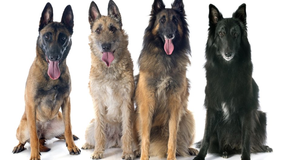 Бельгийская овчарка лакенуа малинуа