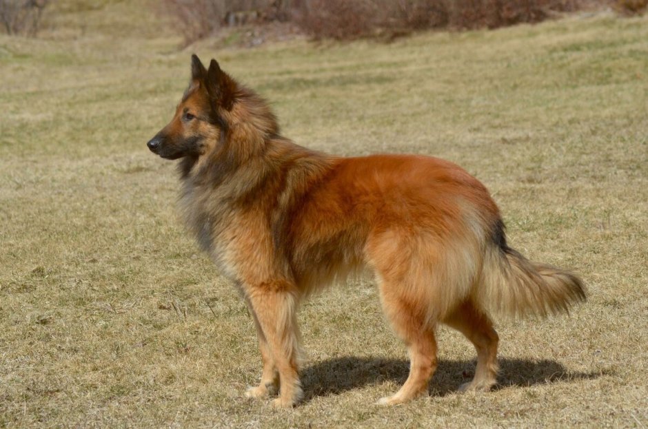 Бельгийская овчарка длинношерстная