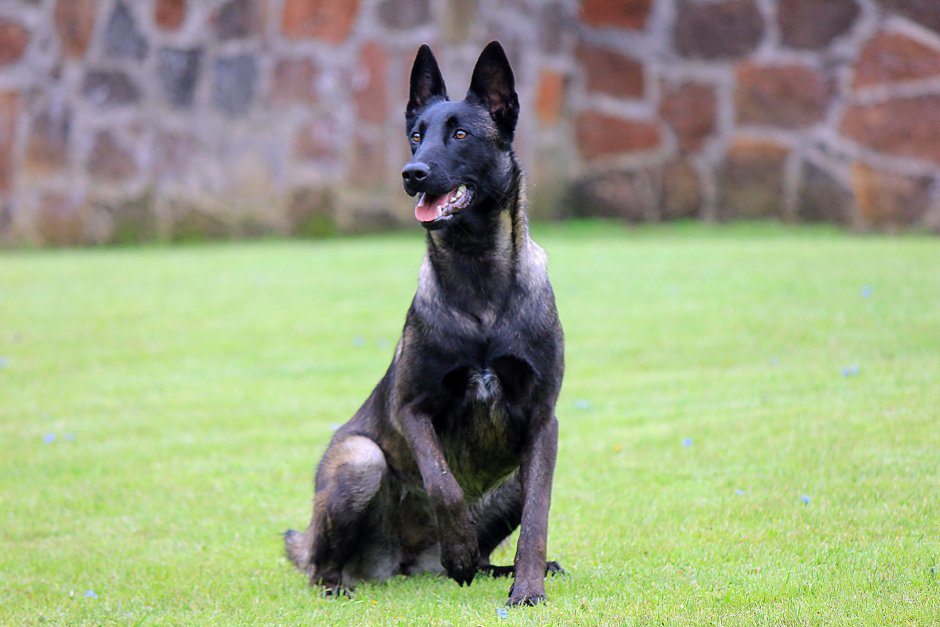 Бельгийская овчарка малинуа окрасы