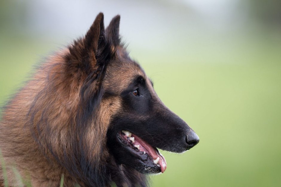 Бельгийская овчарка тервюрен