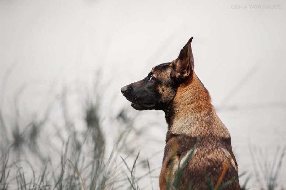 Малинуа анфас