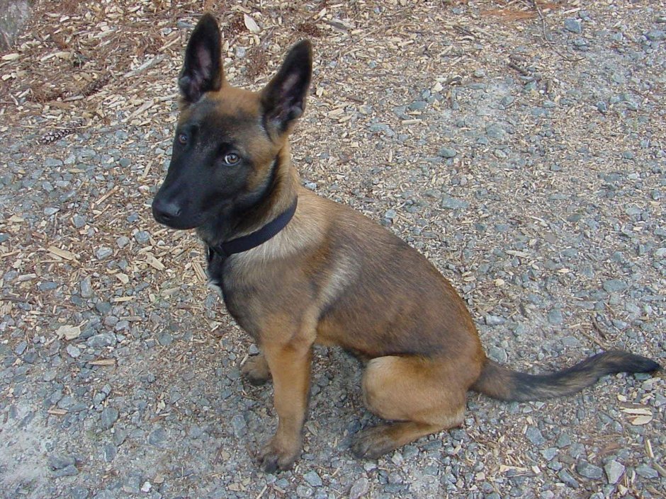 Бельгийская овчарка малинуа чепрачная