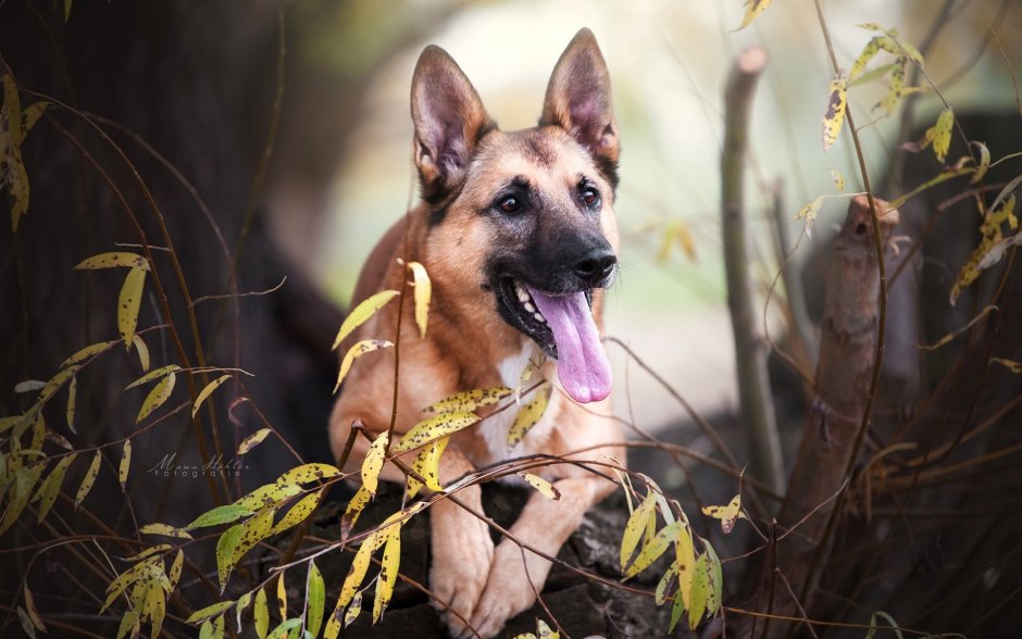 Собака овчарка малинуа